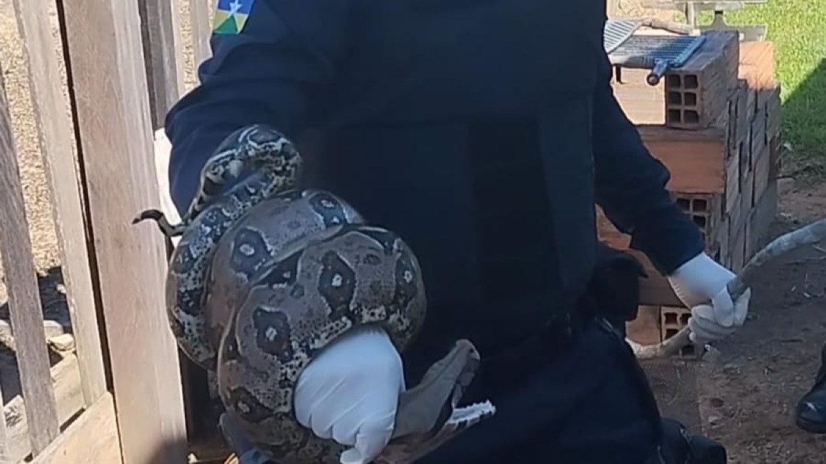 Polícia Militar resgata jiboia em quintal de residência em Presidente Médici