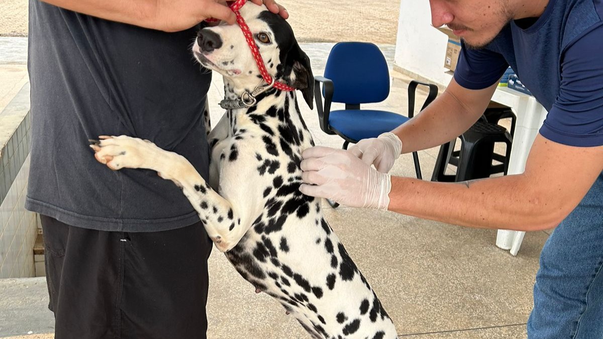 Campanha de vacinação para cães e gatos acontece neste sábado em Presidente Médici