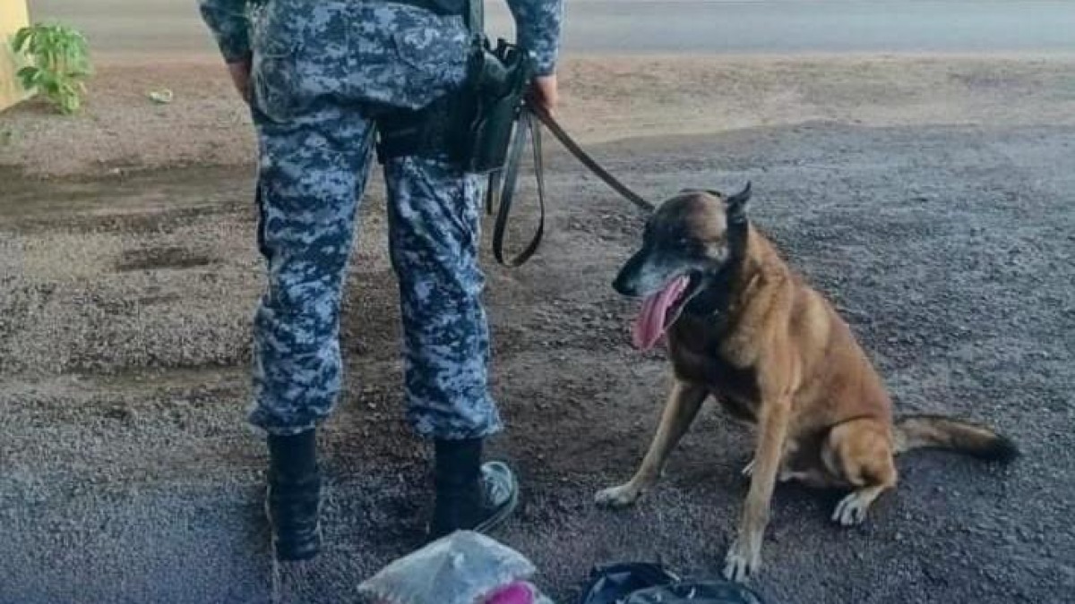 Menor é apreendido com droga em ônibus durante fiscalização em São Miguel do Guaporé