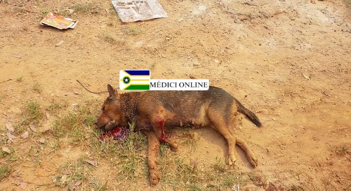 Cão Agressivo é Abatido Após Morder Adolescente em Presidente Médici