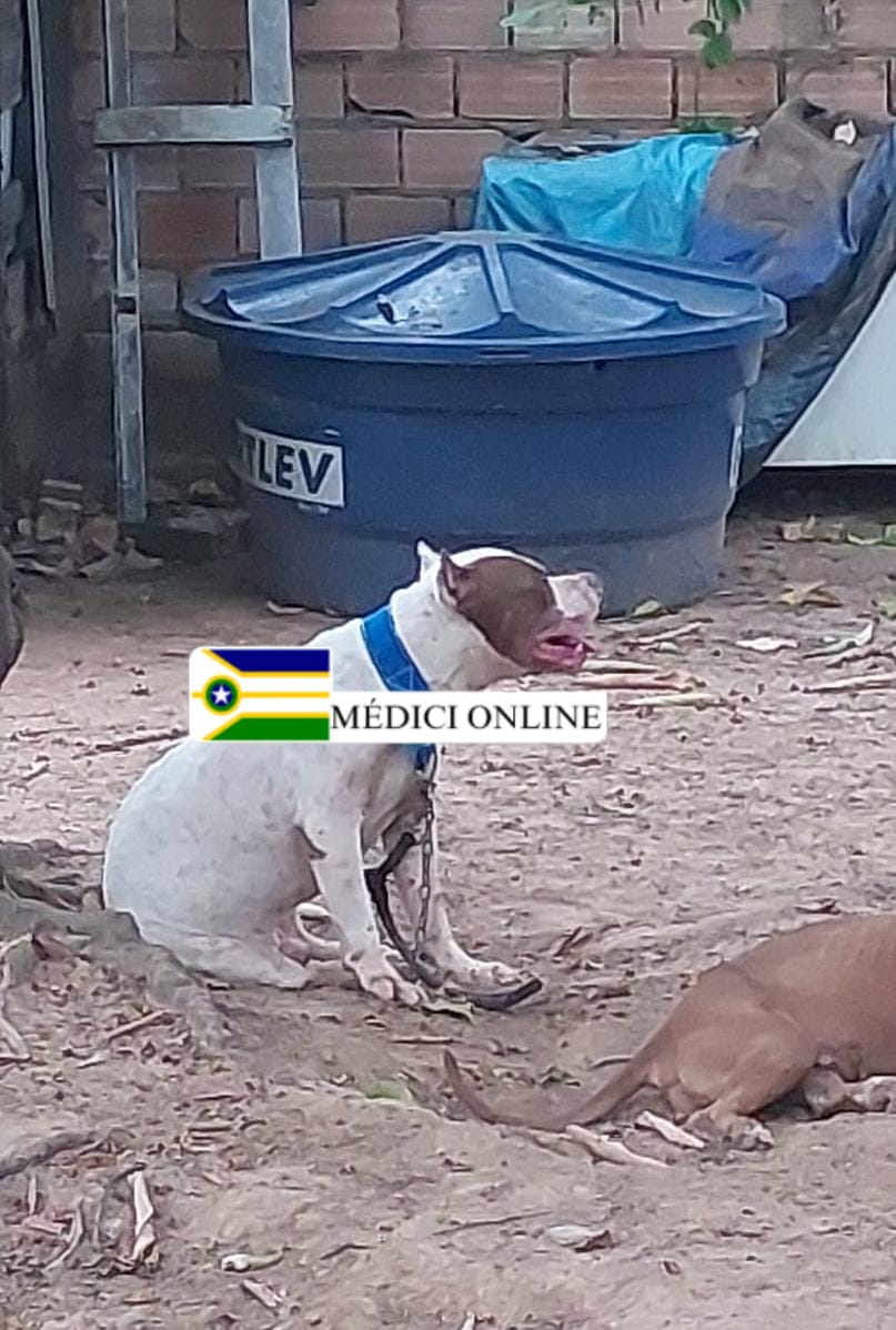 Criança de 1 ano e 4 meses morre após ataque de cachorro em Presidente Médici, RO