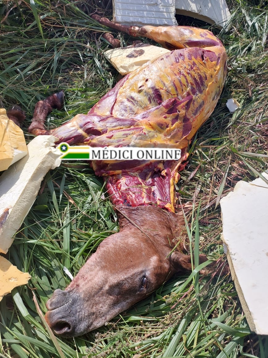 Cavalo e encontrado morto e sem couro em Presidente Médici